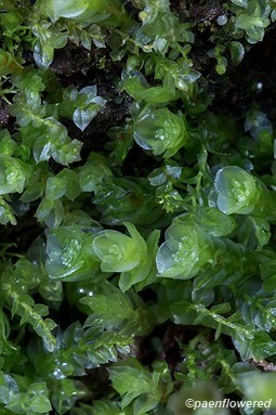 Pellucid four-toothed moss